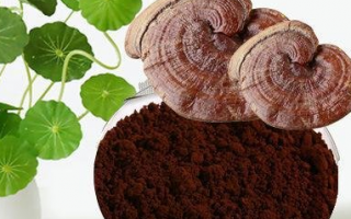 灵芝孢子粉怎么冲泡?冲的时候注意什么? 灵芝孢子粉怎么冲泡?冲的时候注意什么?