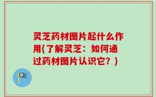 灵芝药材图片起什么作用(了解灵芝：如何通过药材图片认识它？)