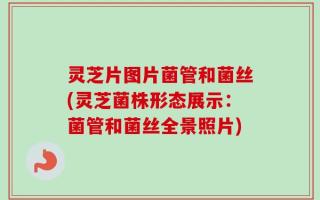 灵芝片图片菌管和菌丝(灵芝菌株形态展示：菌管和菌丝全景照片)