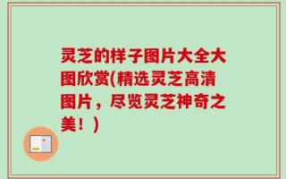 灵芝的样子图片大全大图欣赏(精选灵芝高清图片，尽览灵芝神奇之美！)