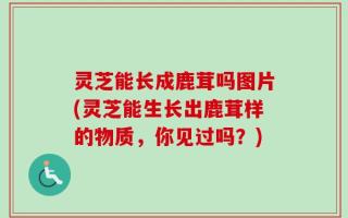 灵芝能长成鹿茸吗图片(灵芝能生长出鹿茸样的物质，你见过吗？)