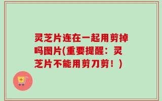 灵芝片连在一起用剪掉吗图片(重要提醒：灵芝片不能用剪刀剪！)