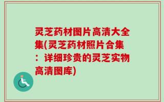 灵芝药材图片高清大全集(灵芝药材照片合集：详细珍贵的灵芝实物高清图库)