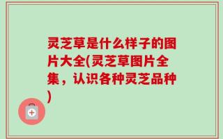 灵芝草是什么样子的图片大全(灵芝草图片全集，认识各种灵芝品种)