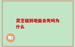 灵芝碰到地面会死吗为什么
