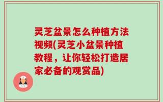 灵芝盆景怎么种植方法视频(灵芝小盆景种植教程，让你轻松打造居家必备的观赏品)