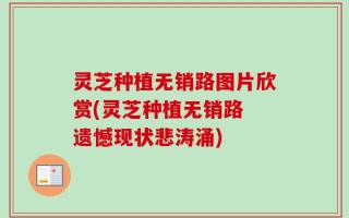 灵芝种植无销路图片欣赏(灵芝种植无销路 遗憾现状悲涛涌)