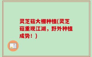 灵芝菇大棚种植(灵芝菇重现江湖，野外种植成势！)