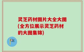 灵芝药材图片大全大图(全方位展示灵芝药材的大图集锦)