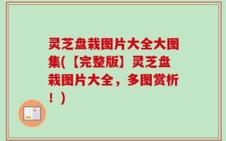 灵芝盘栽图片大全大图集(【完整版】灵芝盘栽图片大全，多图赏析！)