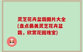 灵芝花卉盆栽图片大全(盘点最美灵芝花卉盆栽，欣赏花园瑰宝)