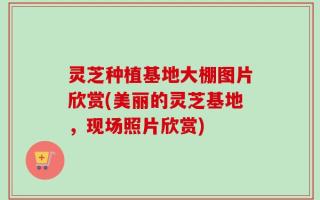 灵芝种植基地大棚图片欣赏(美丽的灵芝基地，现场照片欣赏)