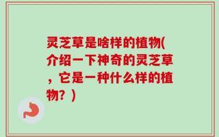 灵芝草是啥样的植物(介绍一下神奇的灵芝草，它是一种什么样的植物？)