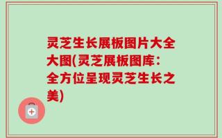灵芝生长展板图片大全大图(灵芝展板图库：全方位呈现灵芝生长之美)
