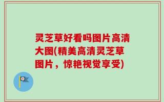 灵芝草好看吗图片高清大图(精美高清灵芝草图片，惊艳视觉享受)