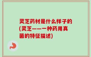 灵芝药材是什么样子的(灵芝——一种药用真菌的特征描述)