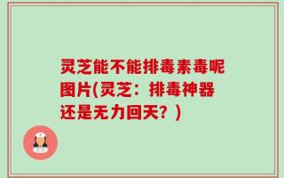 灵芝能不能排毒素毒呢图片(灵芝：排毒神器还是无力回天？)