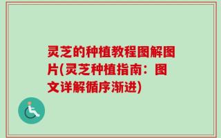 灵芝的种植教程图解图片(灵芝种植指南：图文详解循序渐进)
