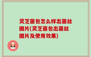 灵芝菌包怎么样出菌丝图片(灵芝菌包出菌丝图片及使用效果)