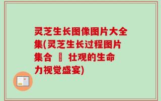 灵芝生长图像图片大全集(灵芝生长过程图片集合 – 壮观的生命力视觉盛宴)