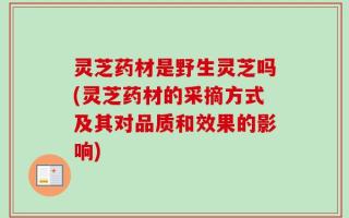 灵芝药材是野生灵芝吗(灵芝药材的采摘方式及其对品质和效果的影响)