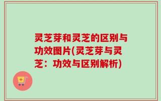 灵芝芽和灵芝的区别与功效图片(灵芝芽与灵芝：功效与区别解析)