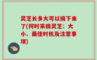 灵芝长多大可以摘下来了(何时采摘灵芝：大小、最佳时机及注意事项)