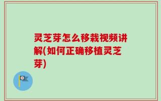 灵芝芽怎么移栽视频讲解(如何正确移植灵芝芽)