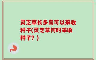 灵芝草长多高可以采收种子(灵芝草何时采收种子？)