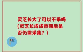 灵芝长大了可以不采吗(灵芝长成成熟期后是否仍需采集？)