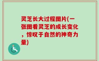 灵芝长大过程图片(一张图看灵芝的成长变化，惊叹于自然的神奇力量)