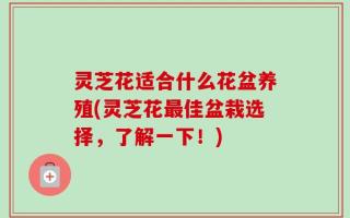 灵芝花适合什么花盆养殖(灵芝花最佳盆栽选择，了解一下！)