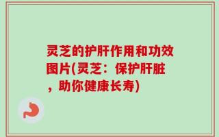 灵芝的护肝作用和功效图片(灵芝：保护肝脏，助你健康长寿)