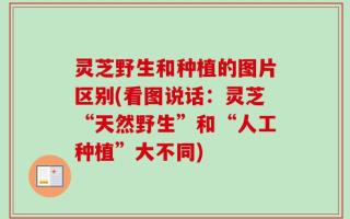 灵芝野生和种植的图片区别(看图说话：灵芝“天然野生”和“人工种植”大不同)