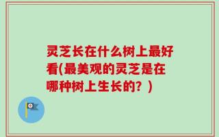 灵芝长在什么树上最好看(最美观的灵芝是在哪种树上生长的？)