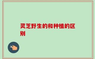 灵芝野生的和种植的区别