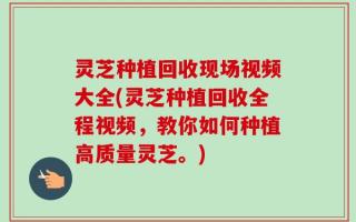 灵芝种植回收现场视频大全(灵芝种植回收全程视频，教你如何种植高质量灵芝。)