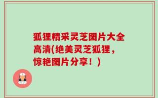 狐狸精采灵芝图片大全高清(绝美灵芝狐狸，惊艳图片分享！)