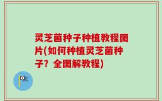 灵芝菌种子种植教程图片(如何种植灵芝菌种子？全图解教程)