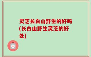 灵芝长白山野生的好吗(长白山野生灵芝的好处)