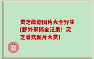 灵芝蘑菇图片大全野生(野外采摘全记录！灵芝蘑菇图片大赏)