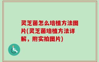 灵芝菌怎么培植方法图片(灵芝菌培植方法详解，附实拍图片)