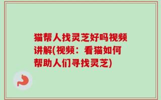 猫帮人找灵芝好吗视频讲解(视频：看猫如何帮助人们寻找灵芝)