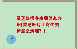 灵芝长很多虫卵怎么办啊(灵芝叶片上寄生虫卵怎么清理？)
