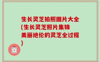 生长灵芝拍照图片大全(生长灵芝照片集锦 美丽绝伦的灵芝全过程)