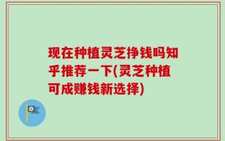 现在种植灵芝挣钱吗知乎推荐一下(灵芝种植可成赚钱新选择)