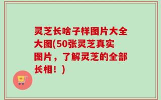 灵芝长啥子样图片大全大图(50张灵芝真实图片，了解灵芝的全部长相！)