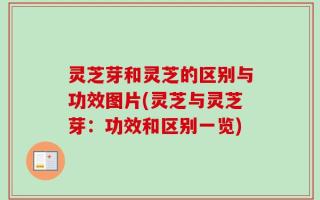 灵芝芽和灵芝的区别与功效图片(灵芝与灵芝芽：功效和区别一览)