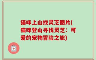 猫咪上山找灵芝图片(猫咪登山寻找灵芝：可爱的宠物冒险之旅)