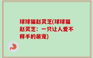 球球猫赵灵芝(球球猫赵灵芝：一只让人爱不释手的萌宠)